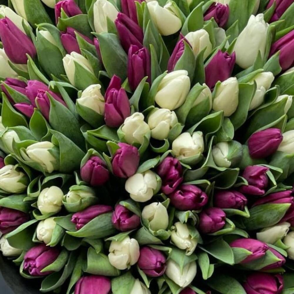 buchet flori cu 101 lalele albe si mov