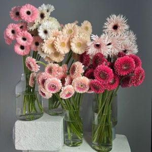 Gerbera & Germini: Simbolul Bucuriei în Buchete Vesele